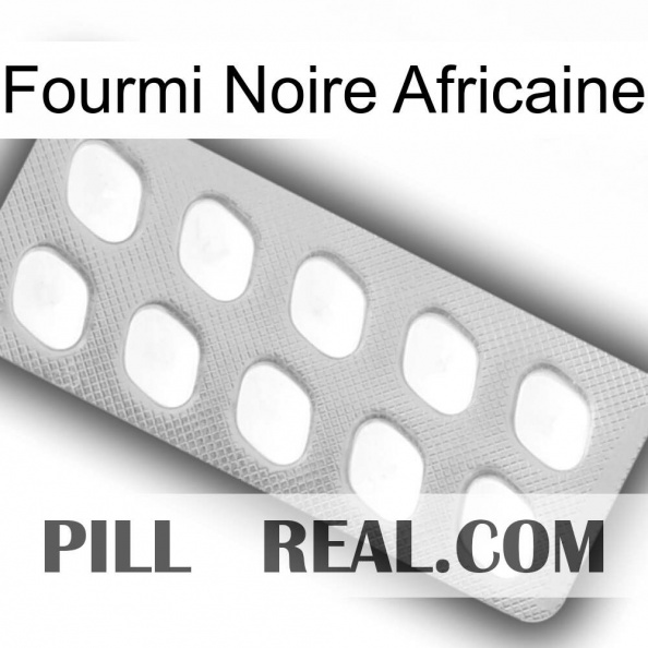African Black Ant 26